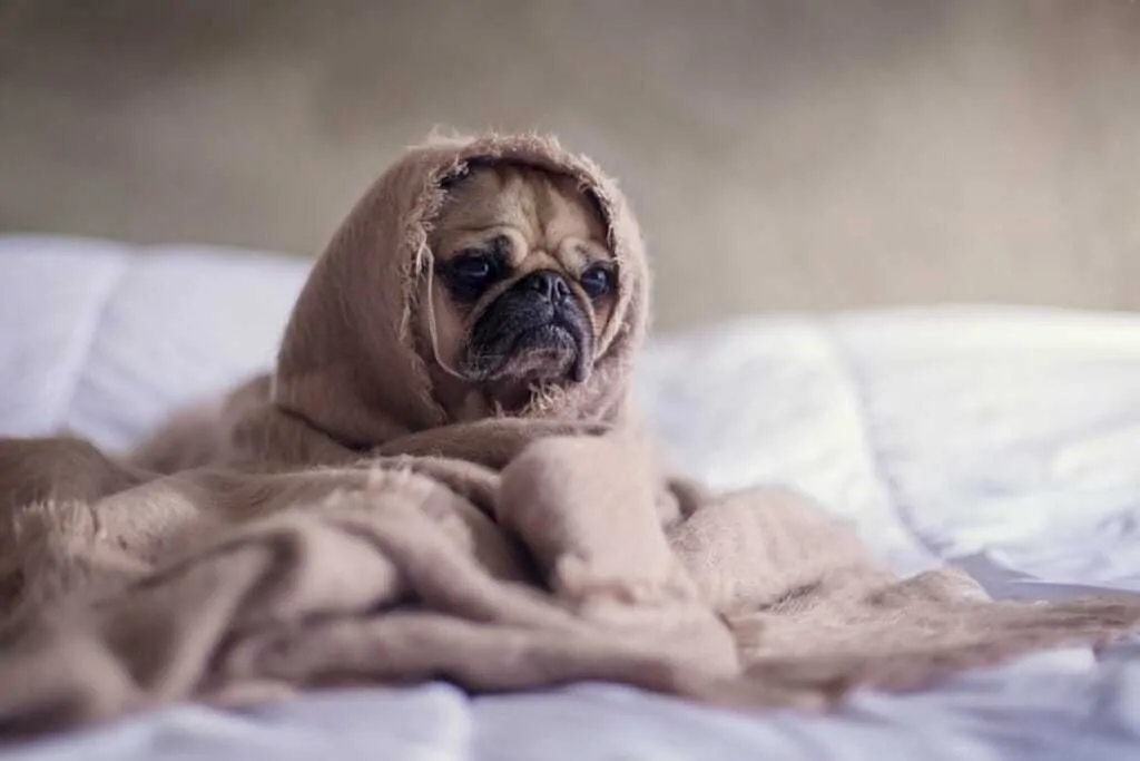 11 Things Your Vet Wants You To Know About Dog Flu 10