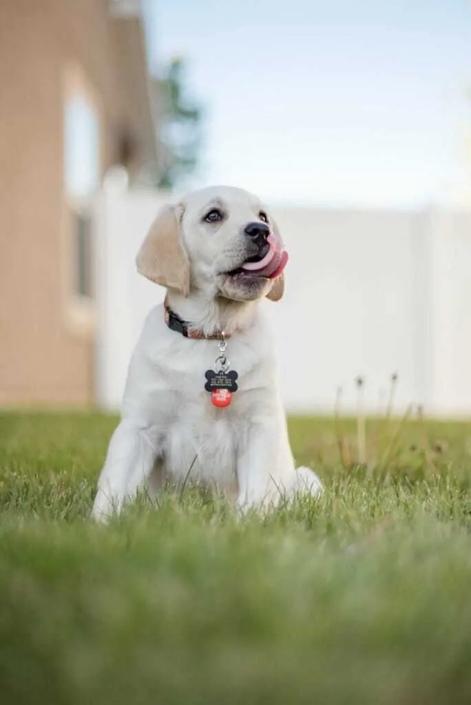 How to Handle Your Puppy's Teething Phase 1