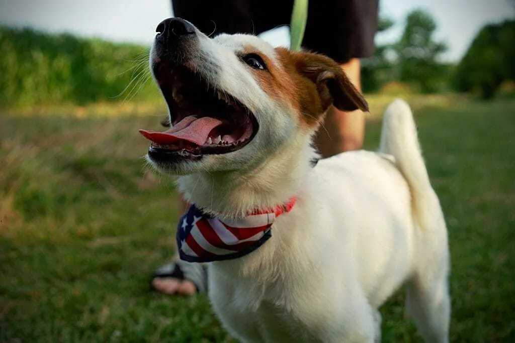 How to Handle Your Puppy's Teething Phase 2