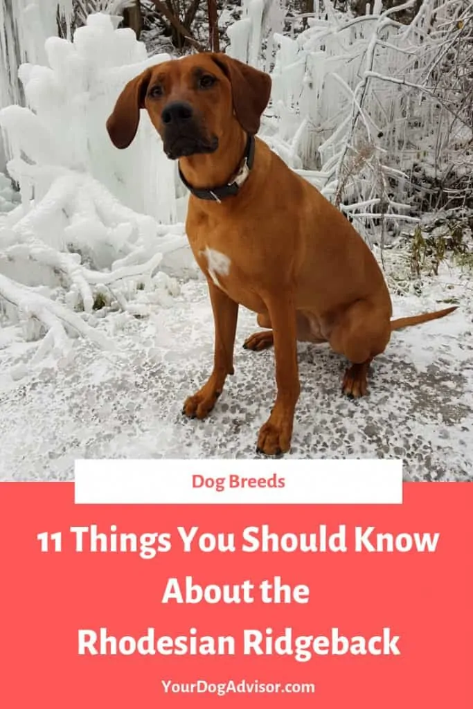 11 Things You Should Know about the Rhodesian Ridgeback 5