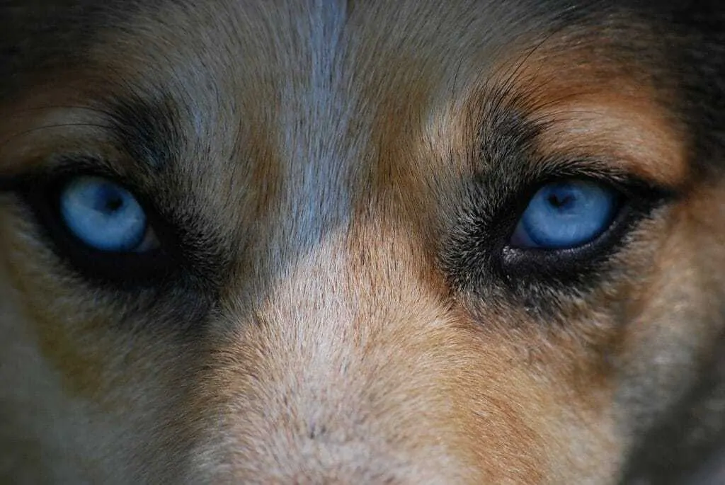 Can Dogs See Color? (Plus, facts about your dog’s vision—and yours—that may surprise you.) 2