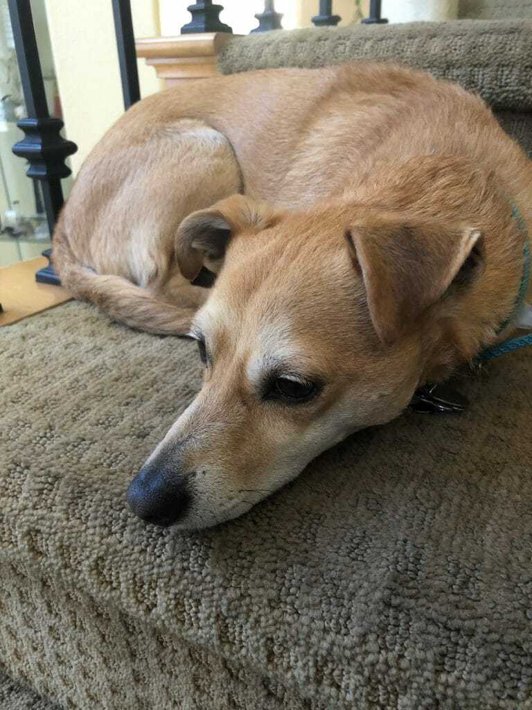 outdoor pet heating pad on Best Outdoor Dog House Your Dog Advisor