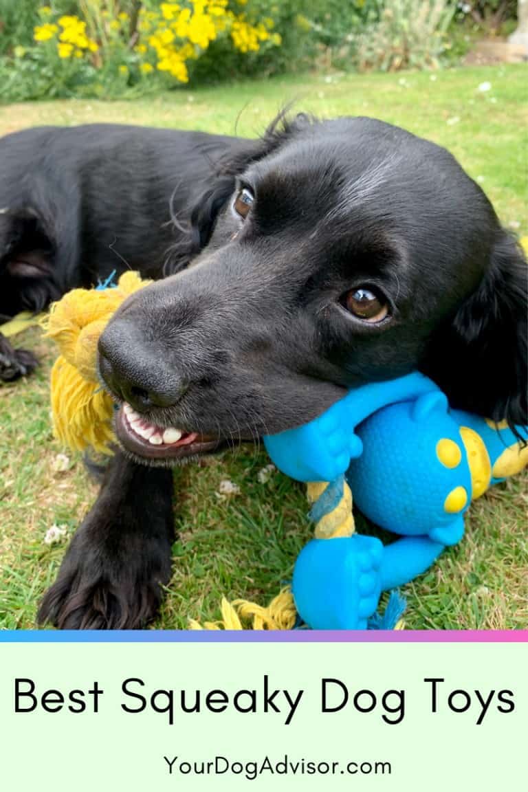 Best Squeaky Dog Toys Your Dog Advisor