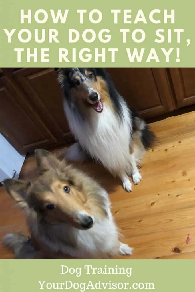 How to Teach Your Dog to Sit the Right Way 13