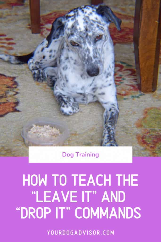How to Teach Your Dog to “Leave It” and “Drop It” Dog Training