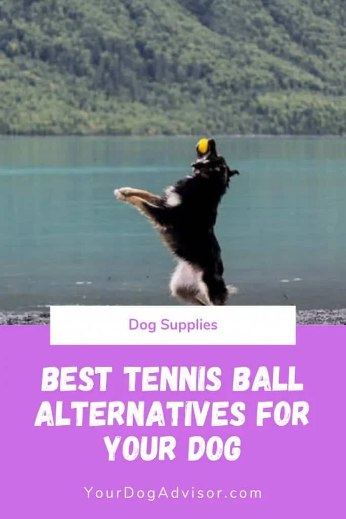 Best Tennis Ball Alternatives for Your Dog 6