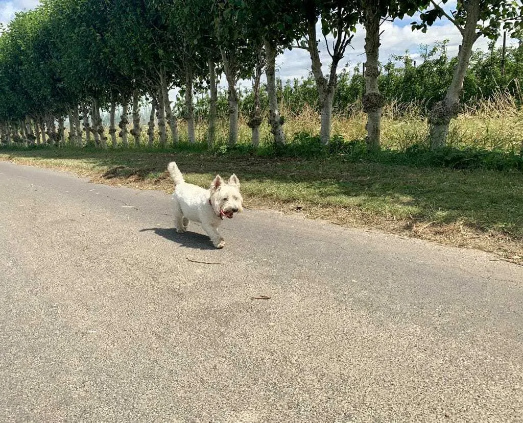 11 Things You Should Know About the West Highland White Terrier 2