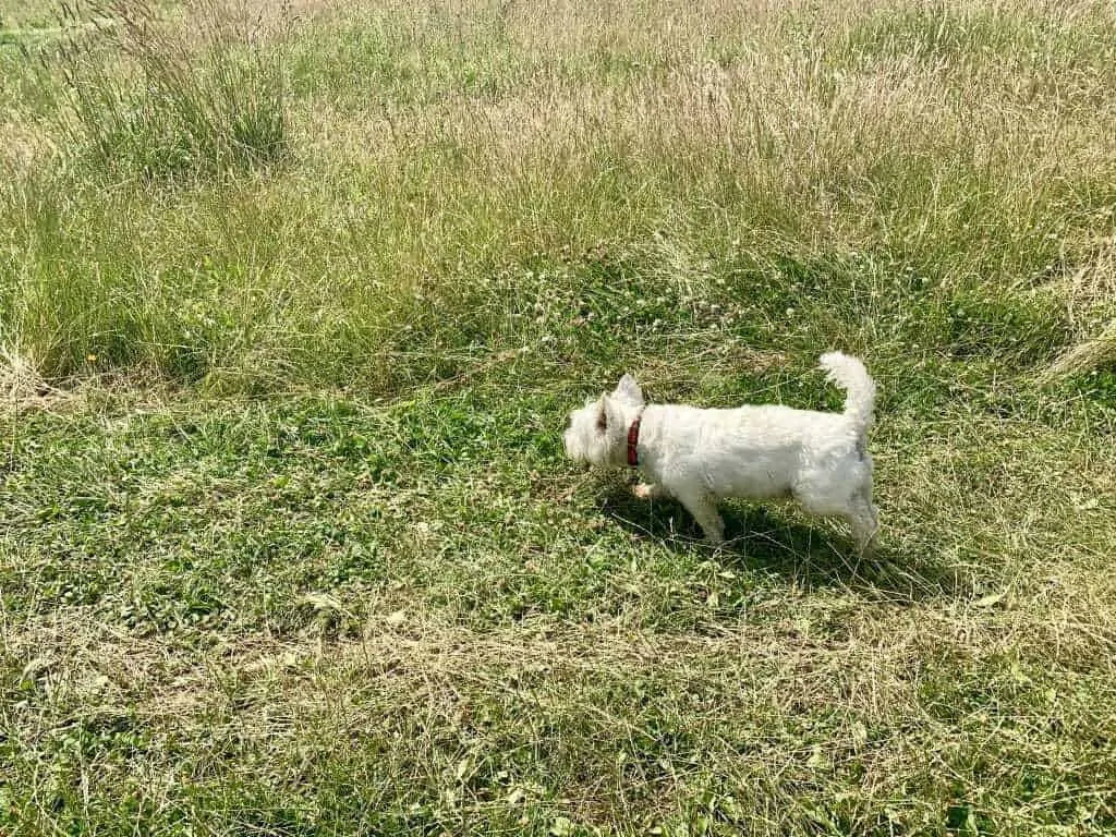 11 Things You Should Know About the West Highland White Terrier 3