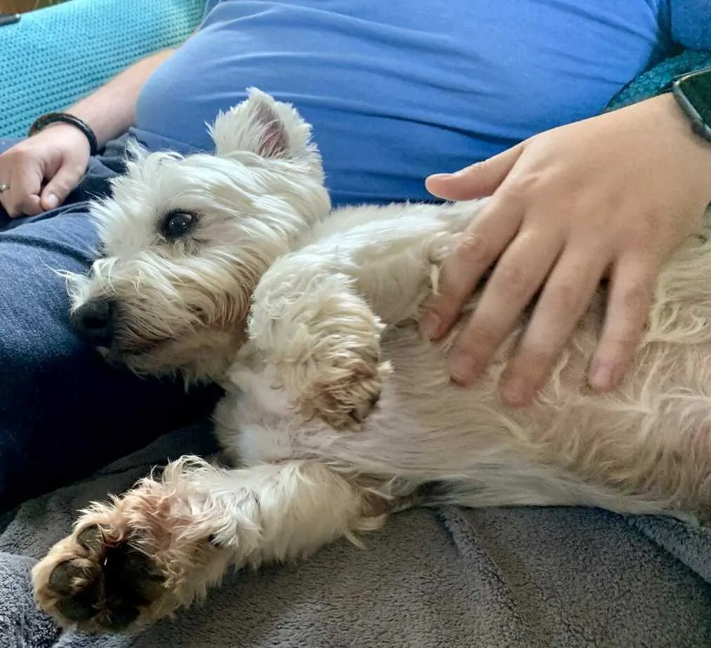 West Highland Terrier, 2022 National Dog Show, Terrier Group - NBC Sports