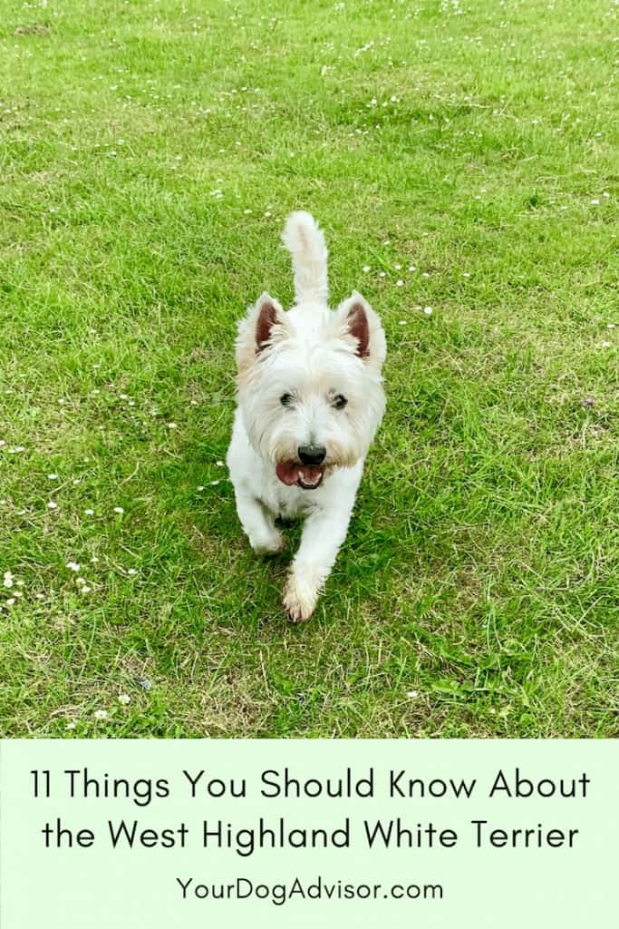 11 Things You Should Know About the West Highland White Terrier 7 11 Things You Should Know About the West Highland White Terrier 7