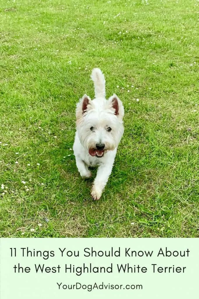 11 Things You Should Know About the West Highland White Terrier 7