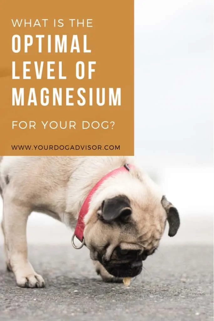 what happens if dogs eat magnesium