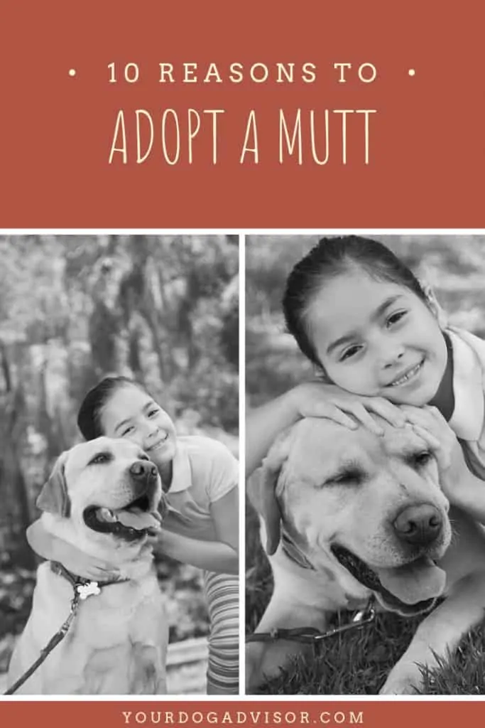 10 Reasons to Adopt a Mutt 5