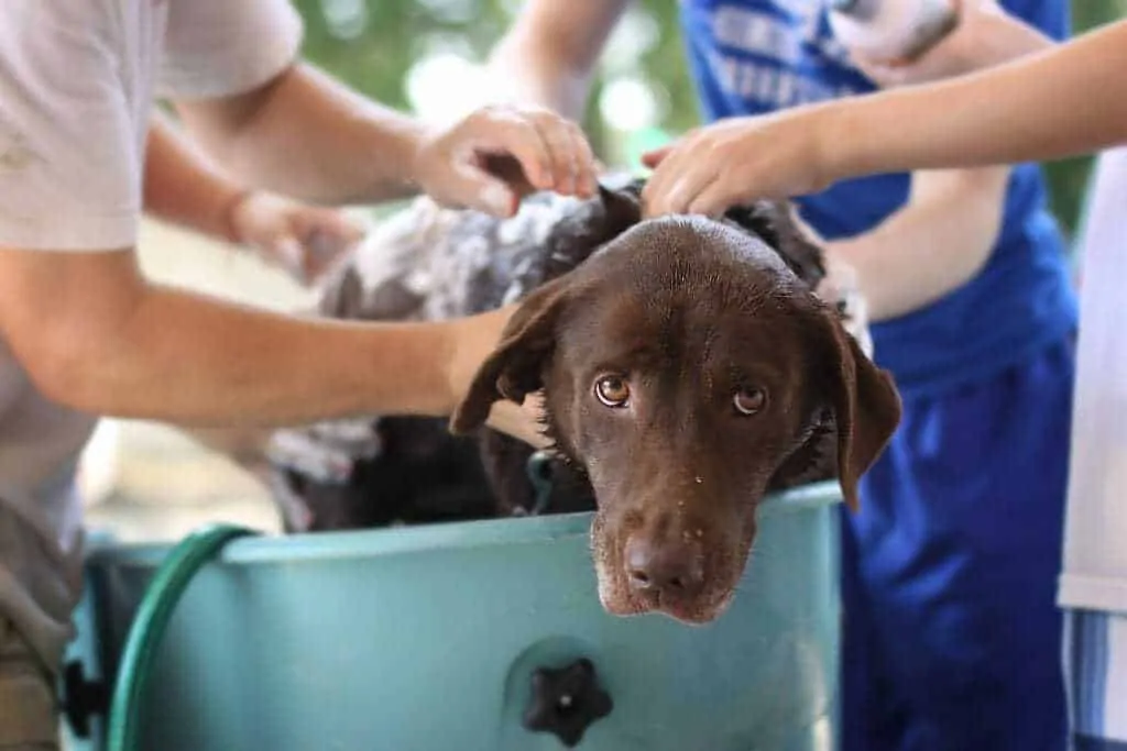 How Often Should You Bathe Your Dog? 4