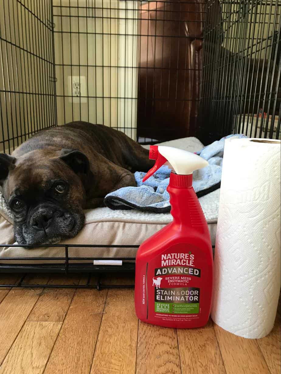 How to Clean Up Dog Diarrhea and Vomit the Right Way Your Dog Advisor