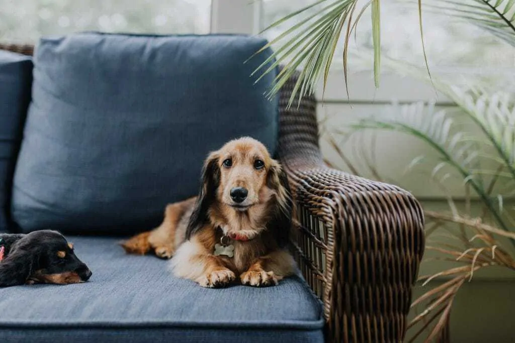 11 Things You Should Know About the Dachshund 5