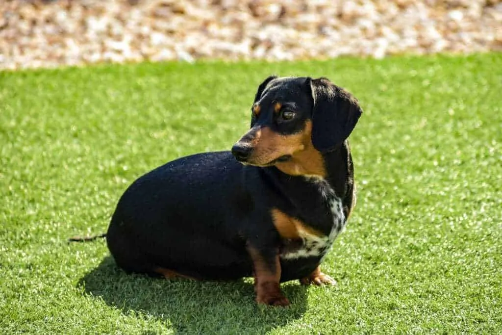 11 Things You Should Know About the Dachshund 3