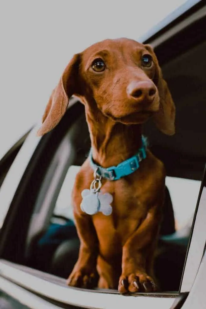 11 Things You Should Know About the Dachshund 4