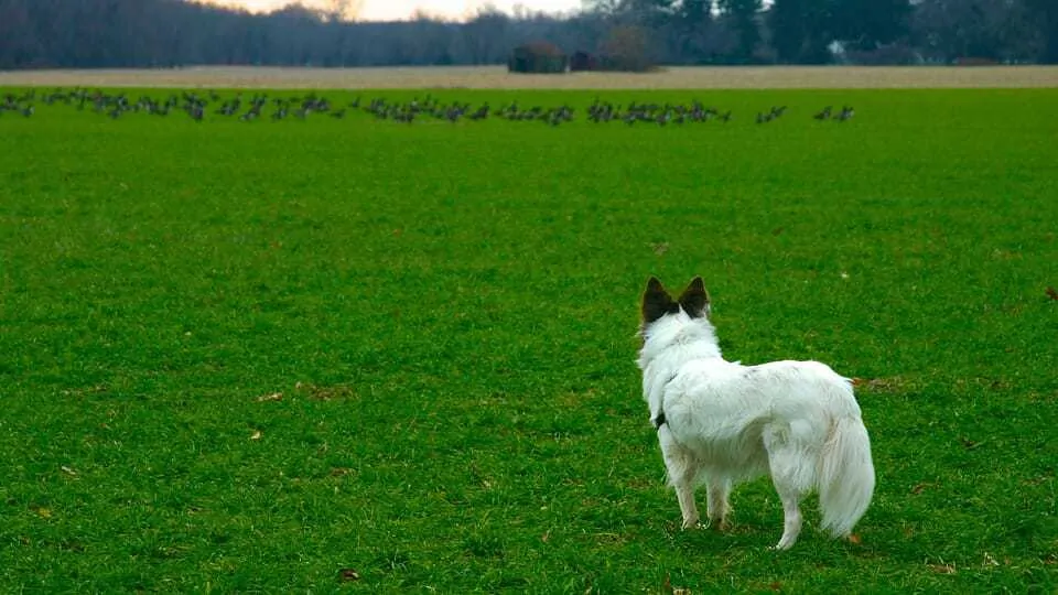 How to Teach Your Dog to “Leave It” and “Drop It” - Dog Training Commands 7