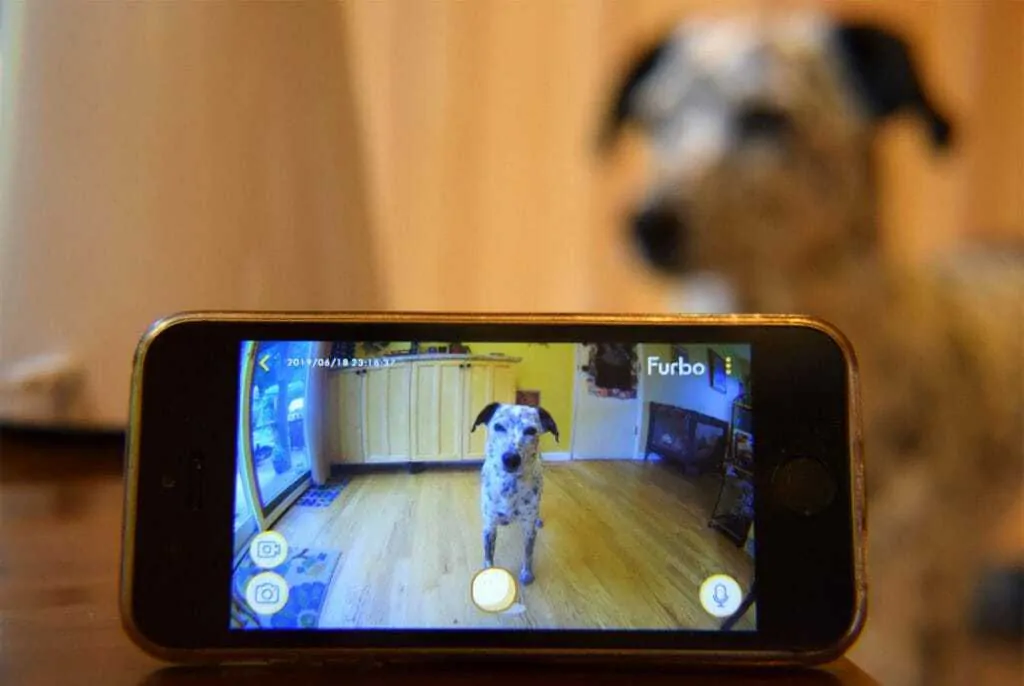 Ultimate Guide to Choosing the Best Dog Camera 1