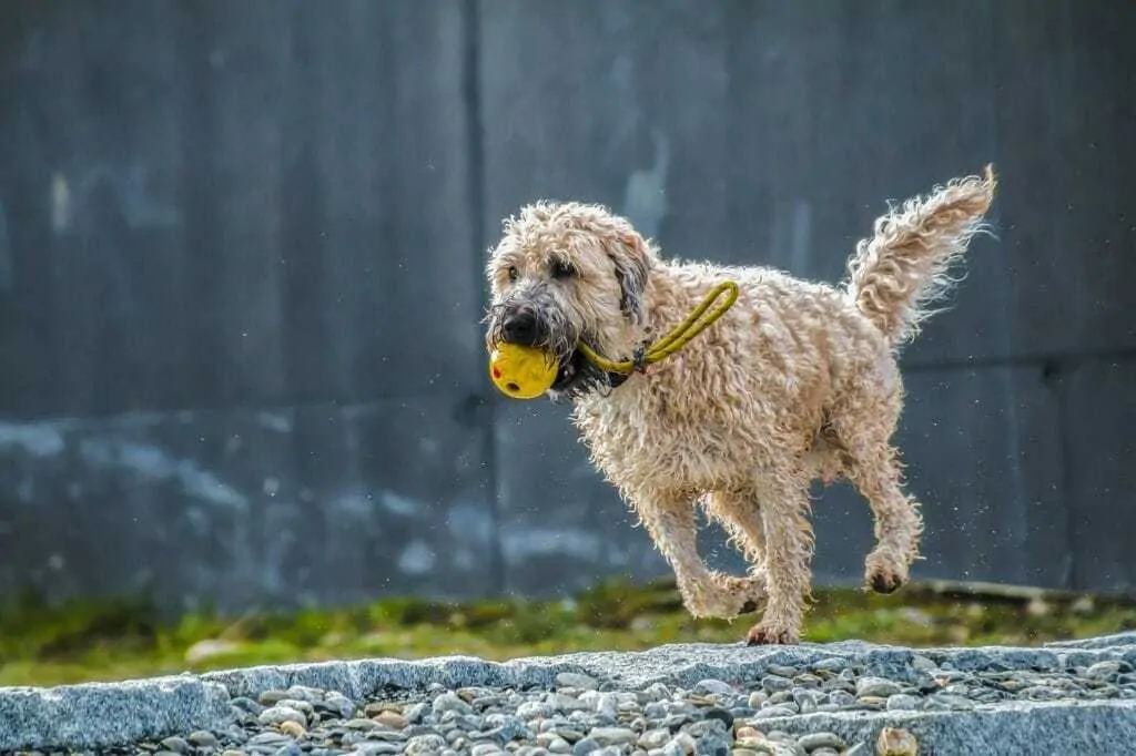 Can Dogs See Color? (Plus, facts about your dog’s vision—and yours—that may surprise you.) 7