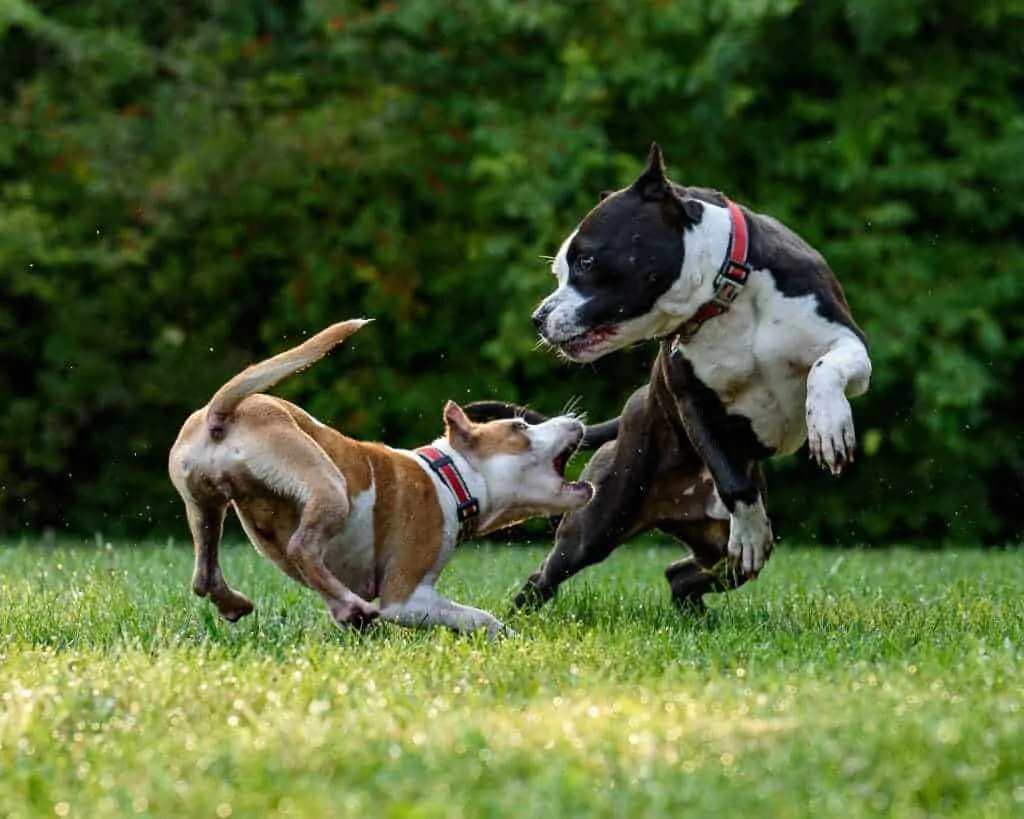 How to Properly Socialize Your Pup 6