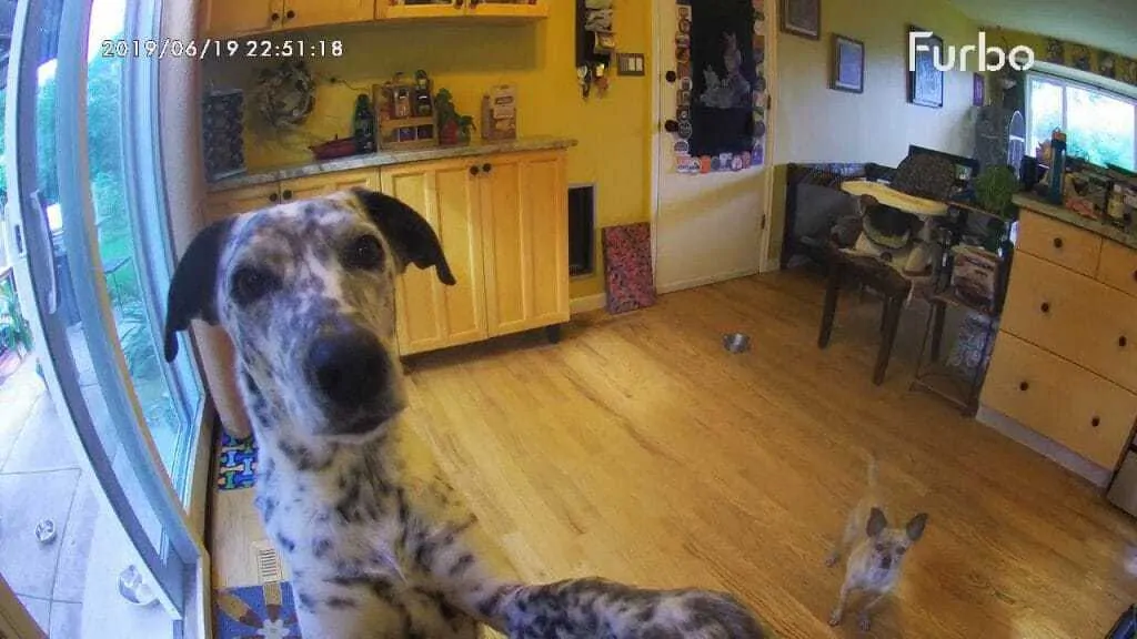 Ultimate Guide to Choosing the Best Dog Camera 6