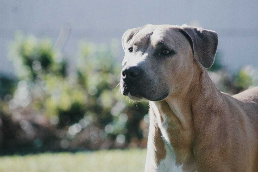 Can Dogs Suffer Ptsd