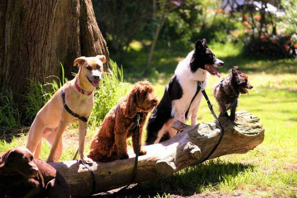 Say Bye to Prong Collars - 10 Better Products for Dogs that Pull on Leash 3 Say Bye to Prong Collars - 10 Better Products for Dogs that Pull on Leash 3