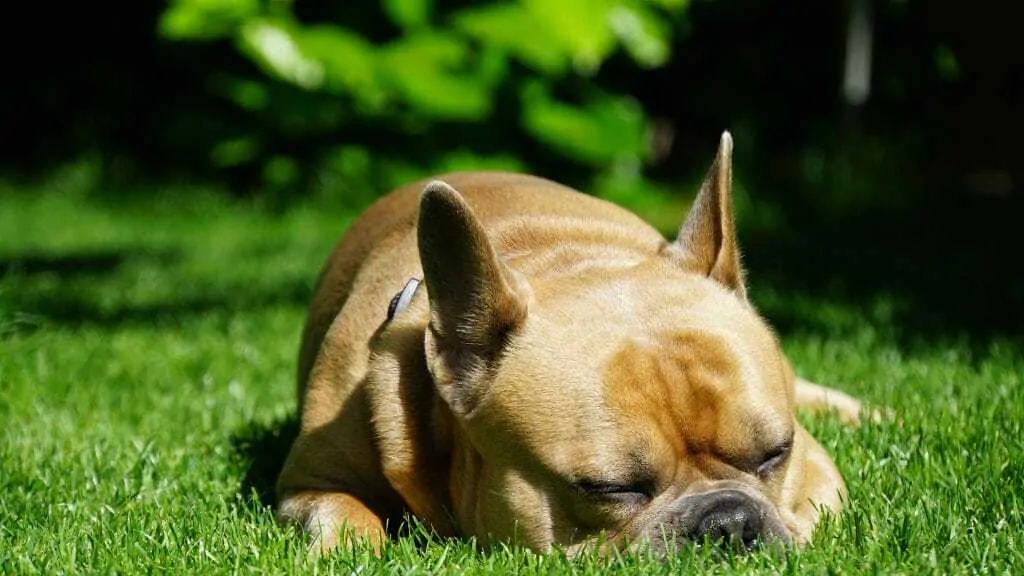 How to Help Your Dog Recover from Jet Lag 3