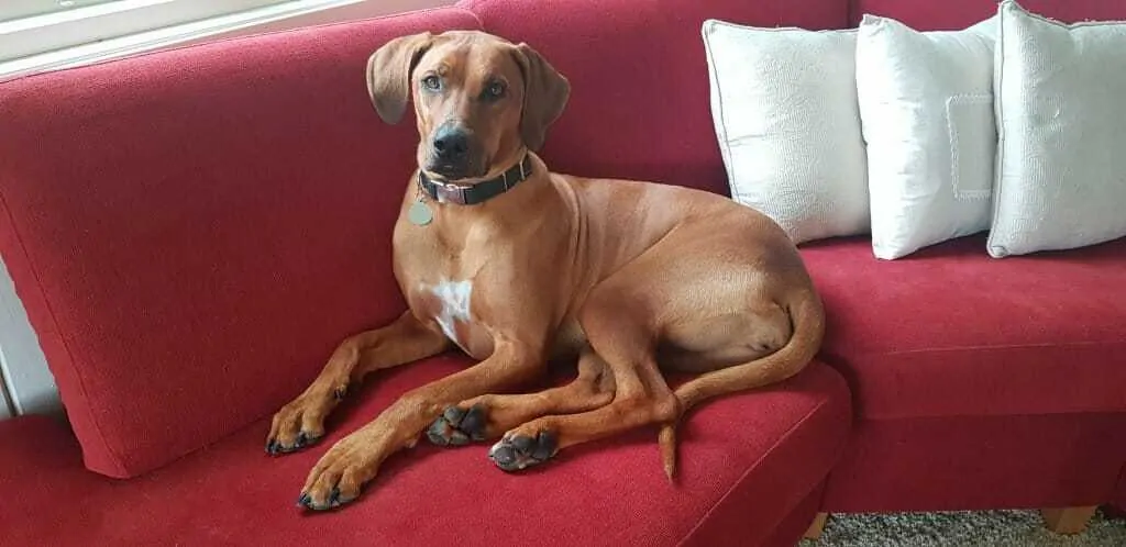 11 Things You Should Know about the Rhodesian Ridgeback 1