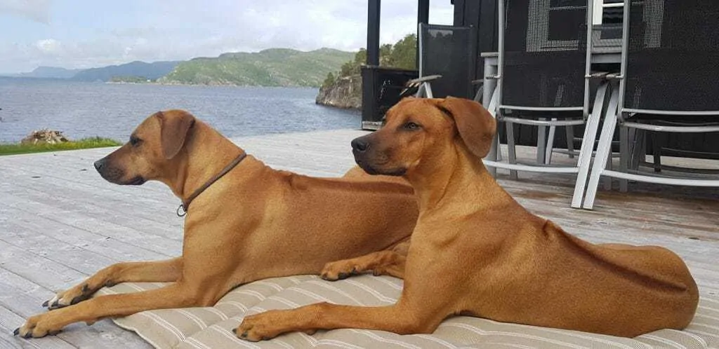 11 Things You Should Know about the Rhodesian Ridgeback 2