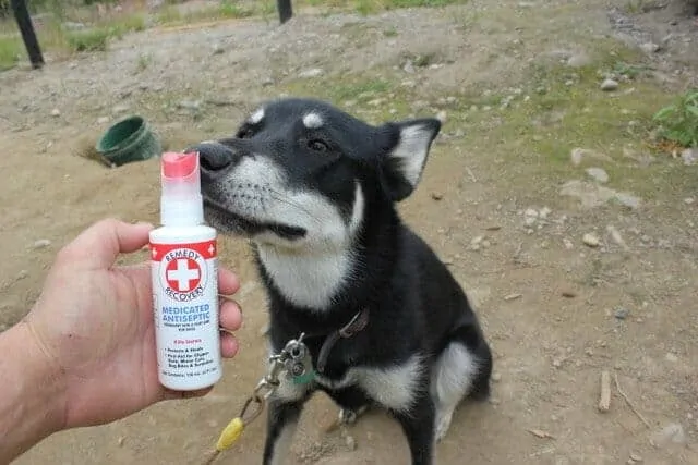 The Best Wound Spray for Your Dog  5