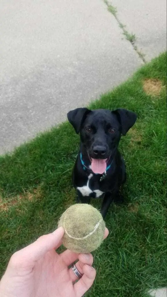 How to Train Your Dog to Stay Off the Fence 4