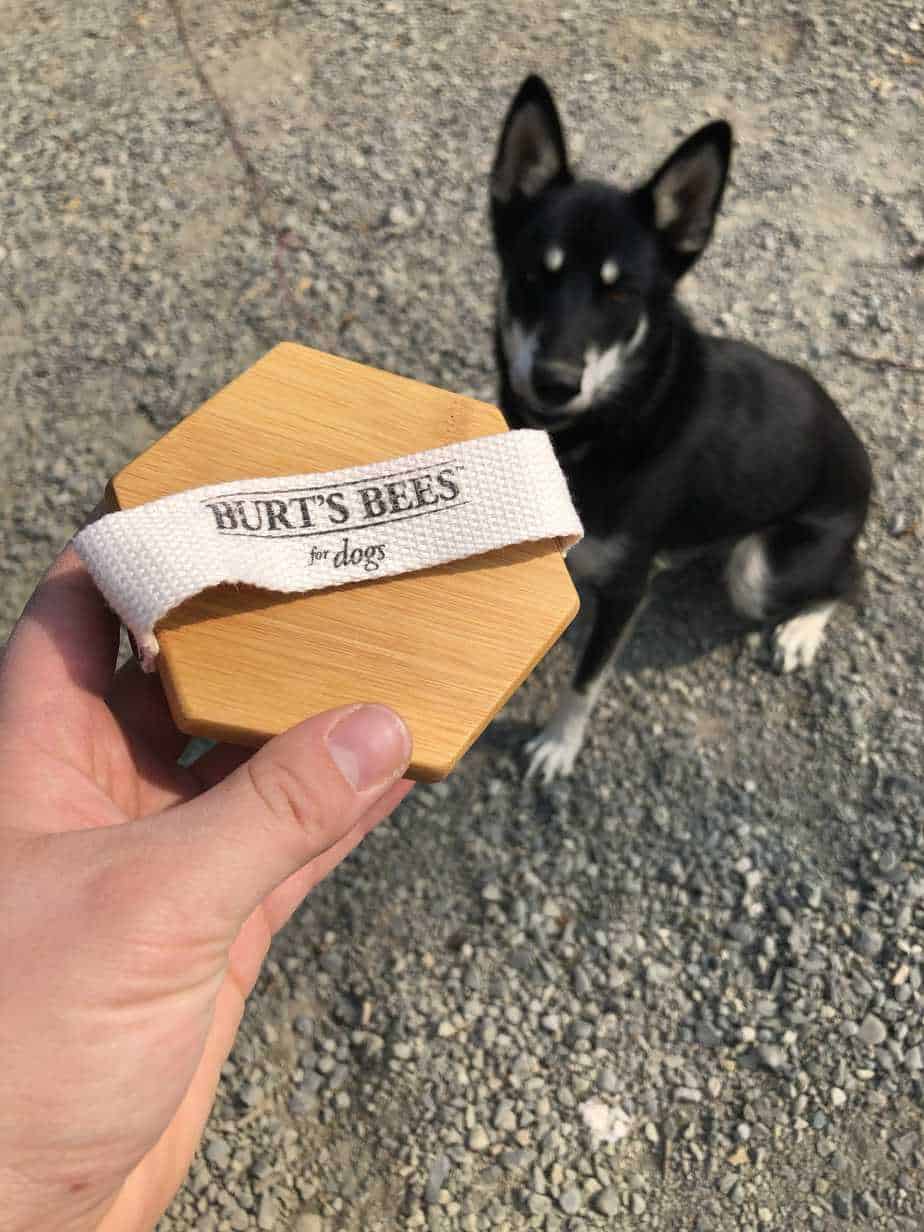 burt's bees dog