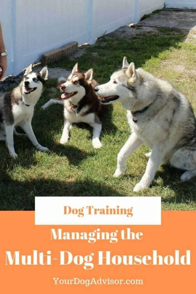 How to Manage a Multi-Dog Household 11