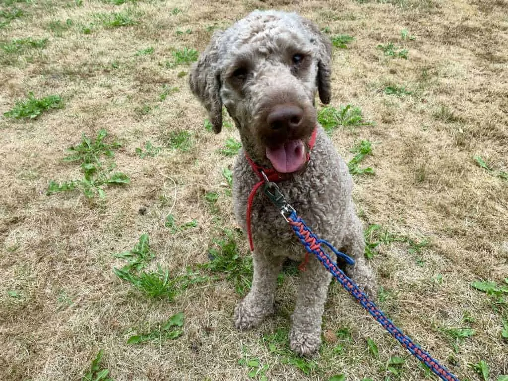 9 Things You Should Know About the Miniature Labradoodle 1