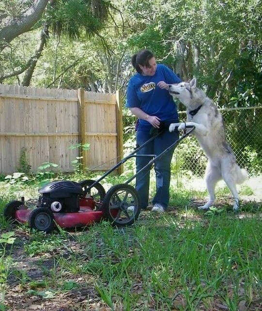 How to Use Shaping to Train Your Dog 2