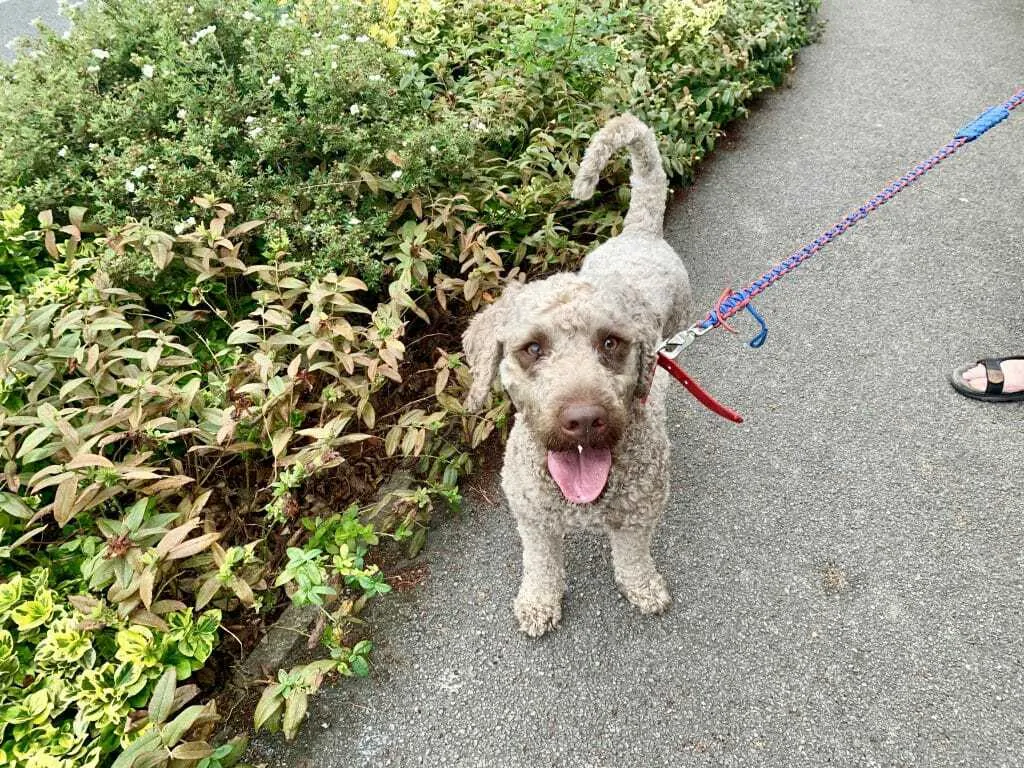 9 Things You Should Know About the Miniature Labradoodle 2