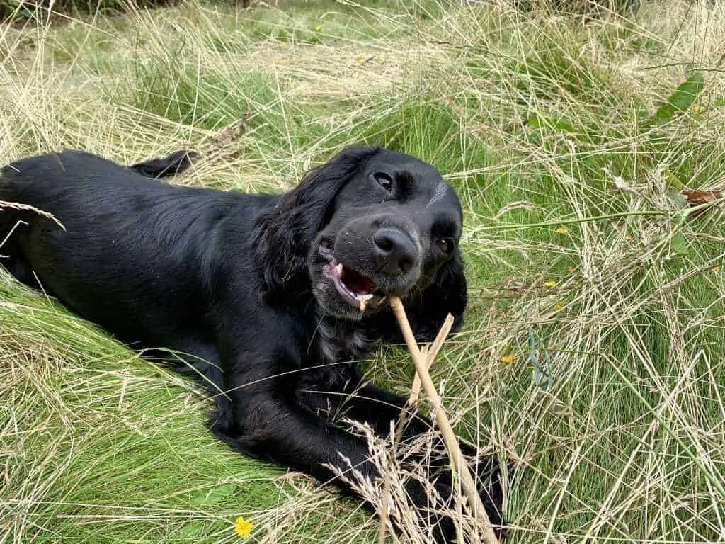 https://yourdogadvisor.com/wp-content/uploads/2019/08/3.-of-Cocker-Spaniel-with-stick-1024x768.webp