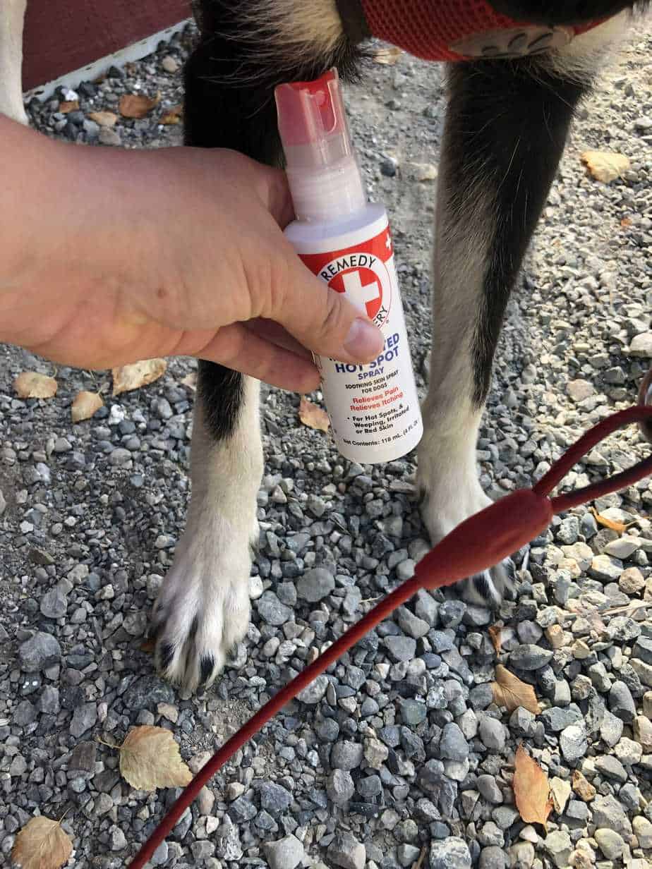 The Ultimate Guide To Treating Dog Hot Spots With Silver Sulfadiazine - mq0l4q7