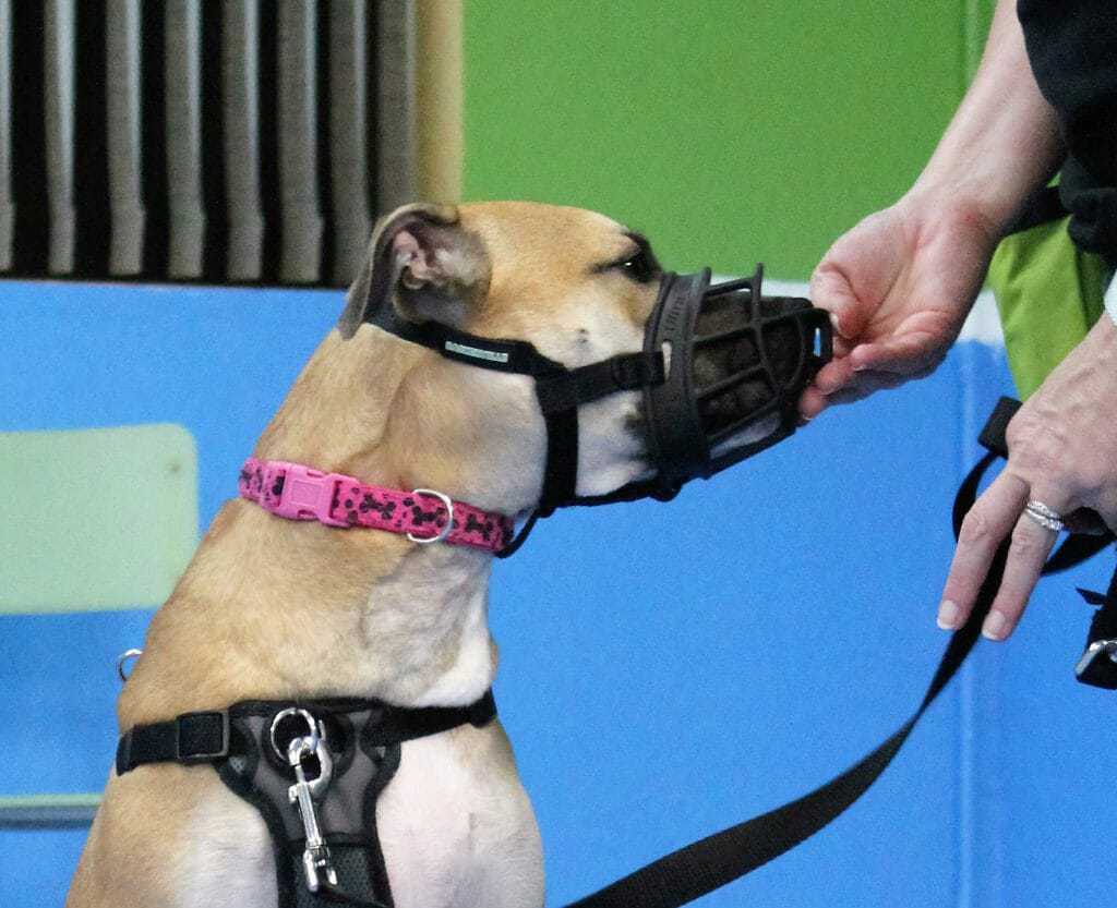 How to Use Shaping to Train Your Dog 3