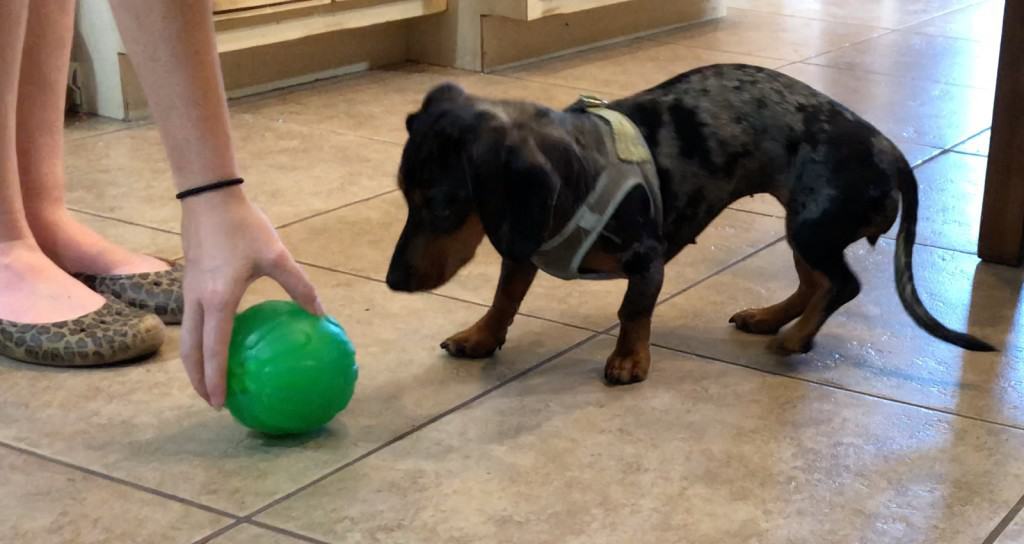 How to Train Your Dog or Puppy to Lie Down the Right Way Your Dog Advisor