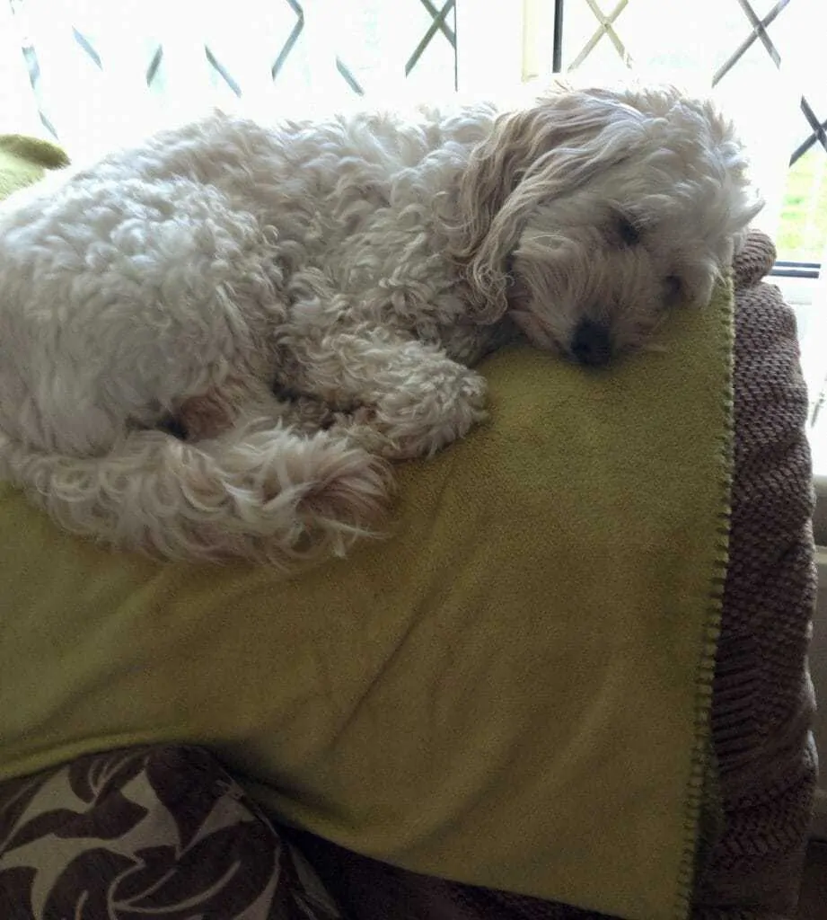 https://yourdogadvisor.com/wp-content/uploads/2019/08/5.-blonde-Cockapoo-laying-on-armchair-921x1024.webp