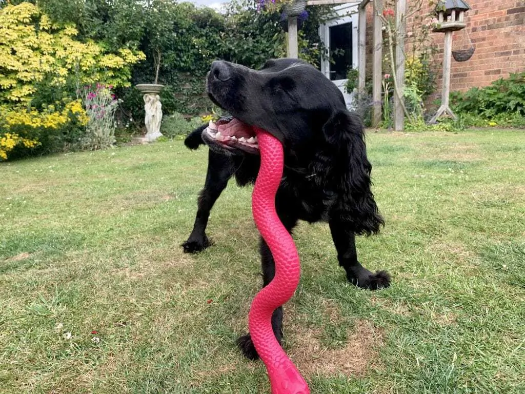 https://yourdogadvisor.com/wp-content/uploads/2019/08/6.-Cocker-Spaniel-with-red-snake-toy-1024x768.webp