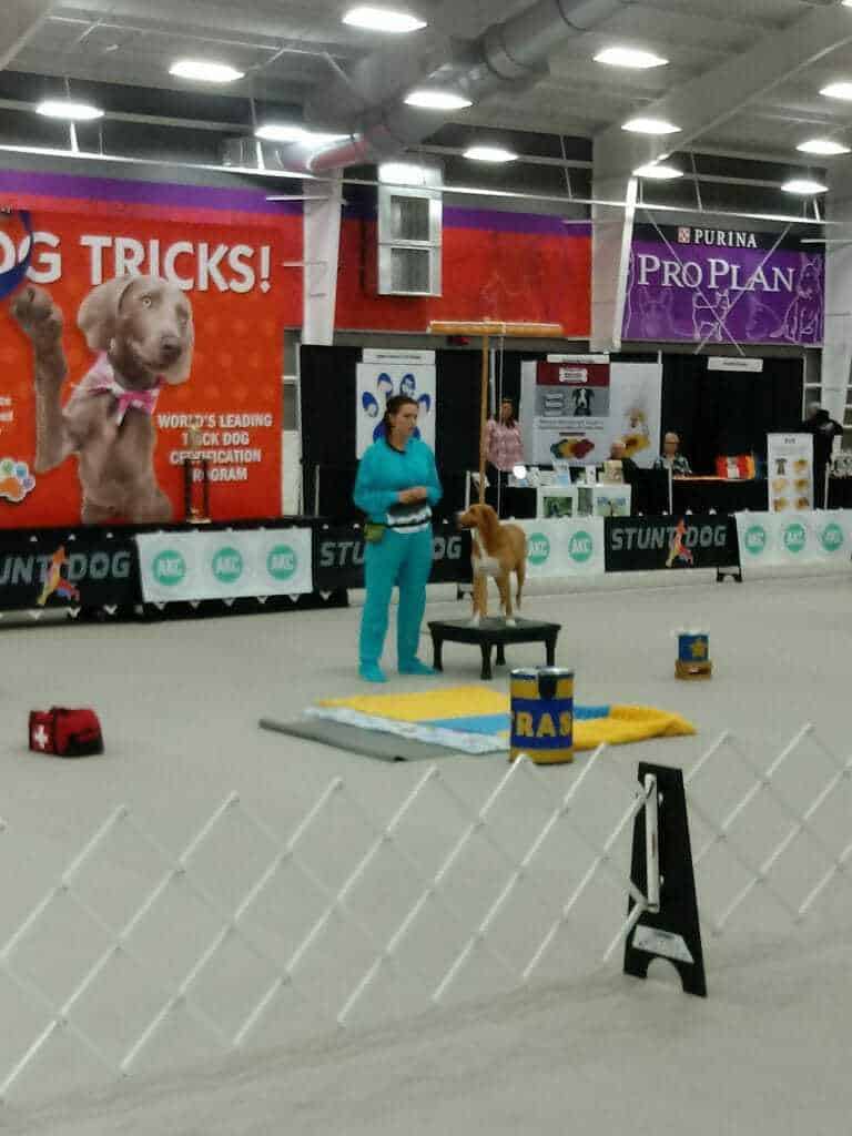 How to Use Shaping to Train Your Dog 5