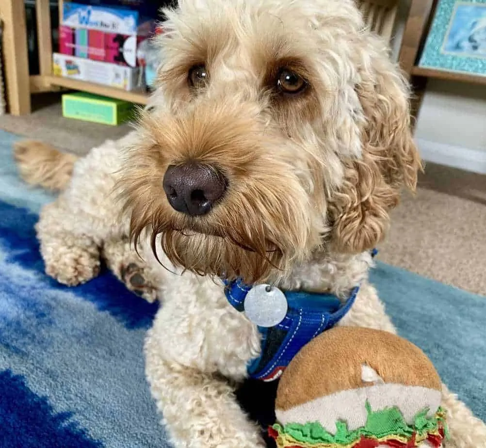 https://yourdogadvisor.com/wp-content/uploads/2019/08/6.-apricot-Cockapoo-with-burger-toy-1024x944.webp