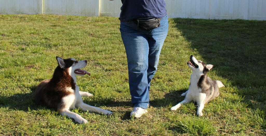 How to Use Shaping to Train Your Dog 6