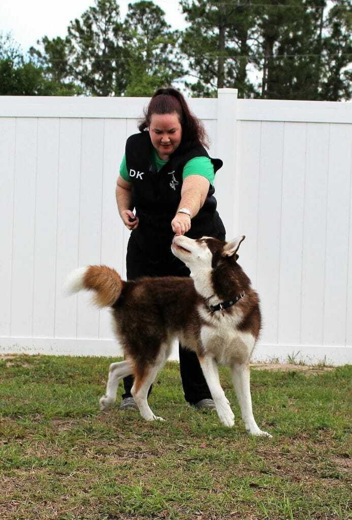 How to Use Shaping to Train Your Dog 8