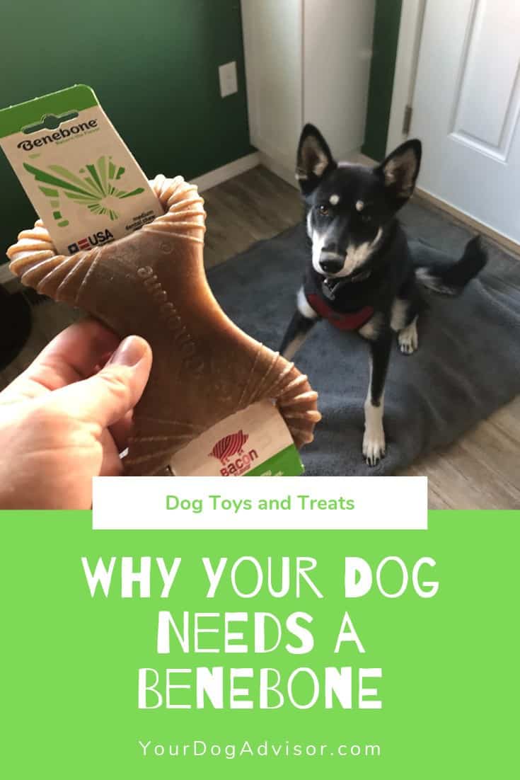 Why Your Dog Needs a Benebone Your Dog Advisor